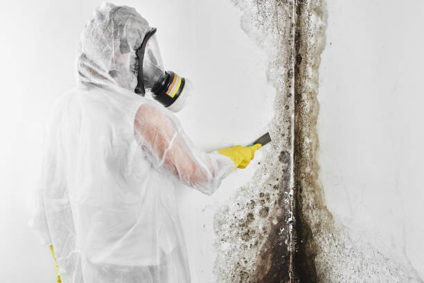 Best Best Mold Removal Companies  in Liberty, UT