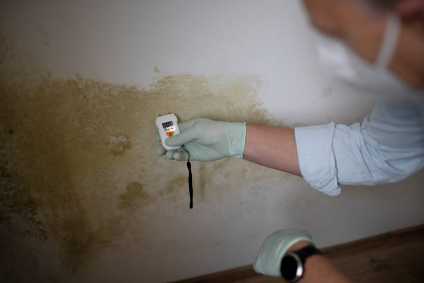 Best Mold Damage Repair  in Liberty, UT